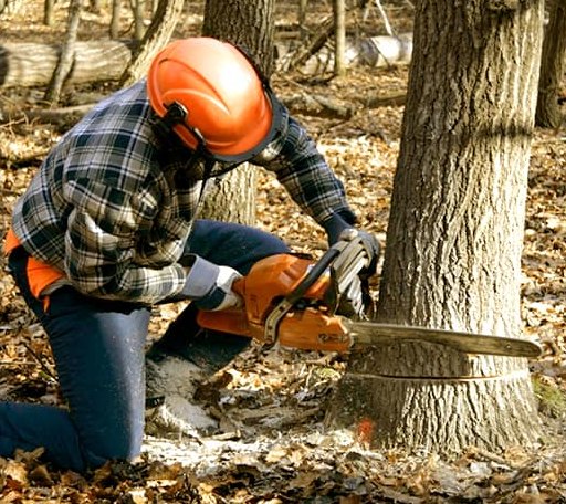 Tree Removal in Rush, KY